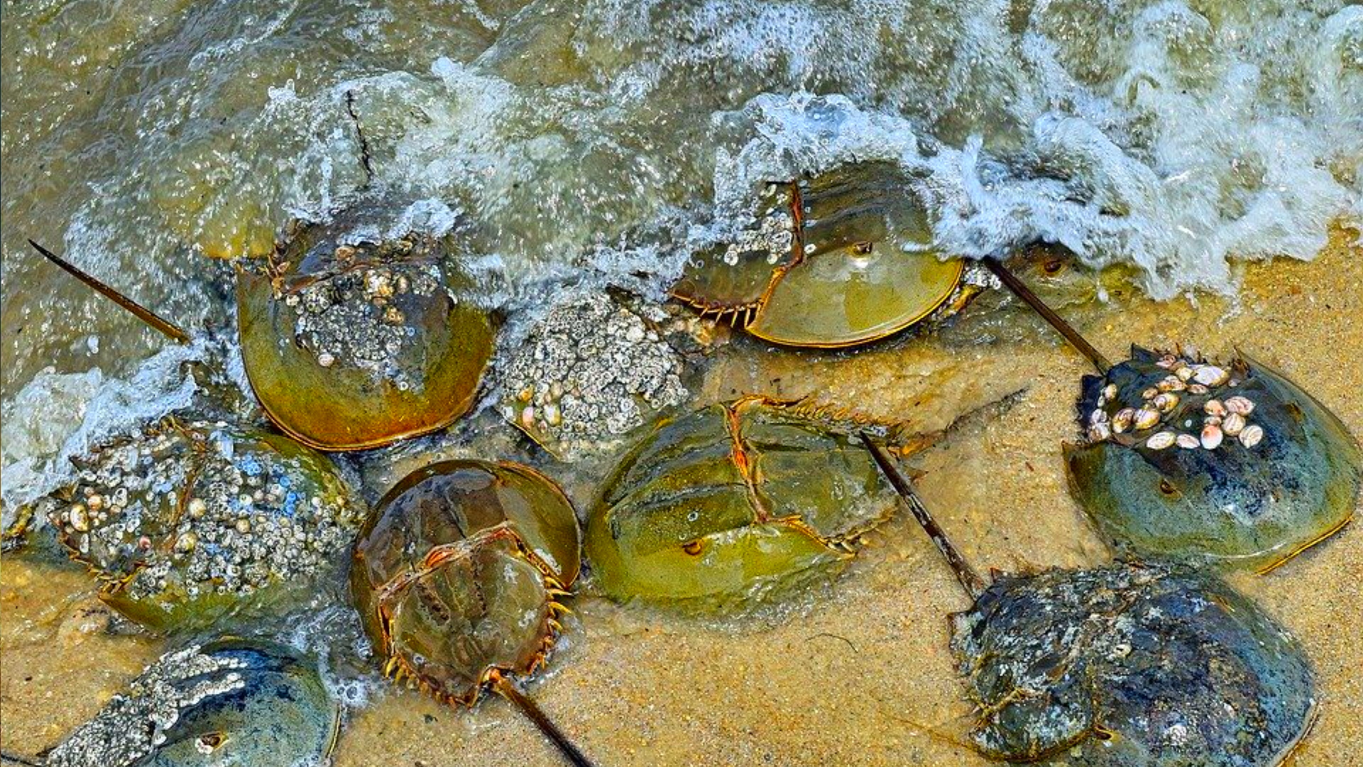 Horseshoe crab