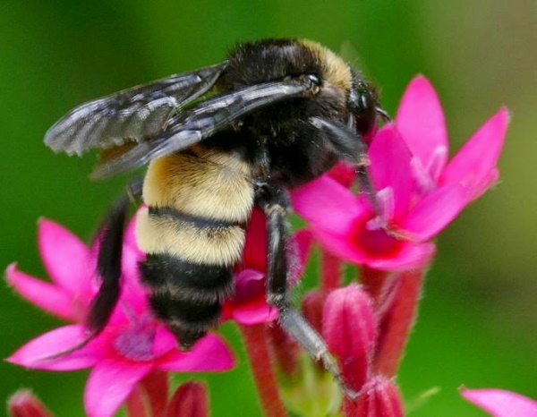 Fish and Wildlife Is Taking Comments on Environmental Threats to the American Bumble Bee   Bee