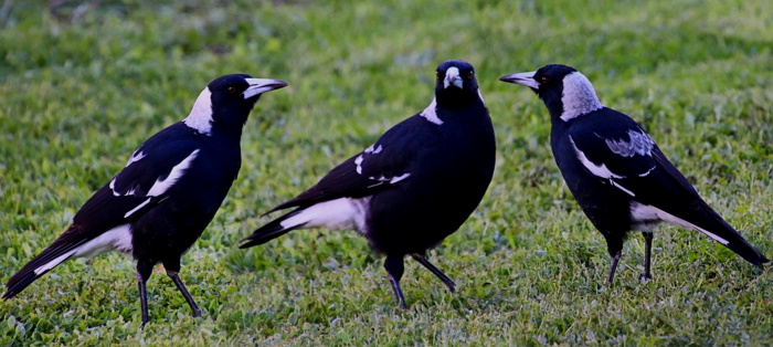  Magpies Outwit Scientists, by Helping Each Other Remove Tracking Devices Mag