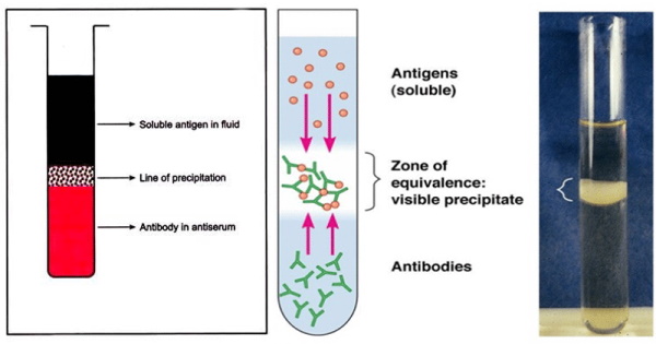 The Antibody Equation (1929): “Antibodies Were (and Still Are) Nothing More Than Unseen Theoretical Constructs” Results-interpretation-of-ring-precipitation-test-jpg