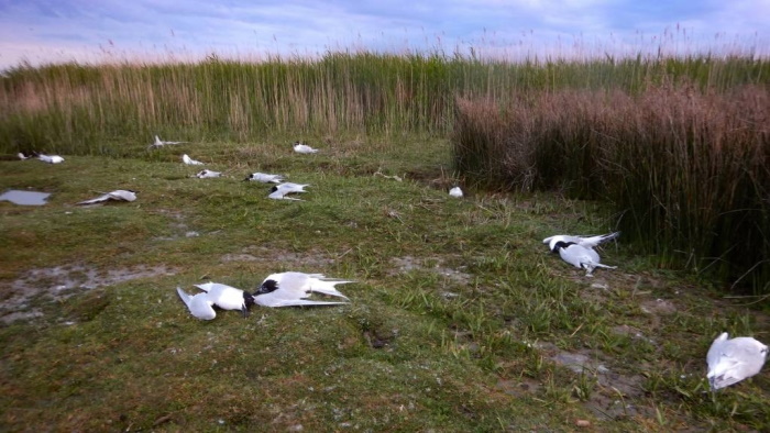 Birds on Texel Island Deadbirds