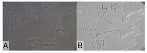  Covid Vaccines: A Curious Discovery on the Graphene Oxide Question 2d-crystals-300x108