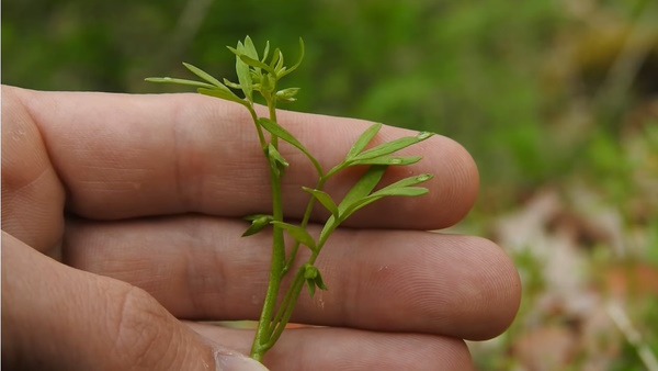 Foraging the Most Inconspicuous Edible Wildflower False-mermaidweed