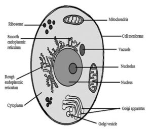 Dr. Tom Cowan: What Does — and Doesn’t — Make Us Sick Cell-300x262